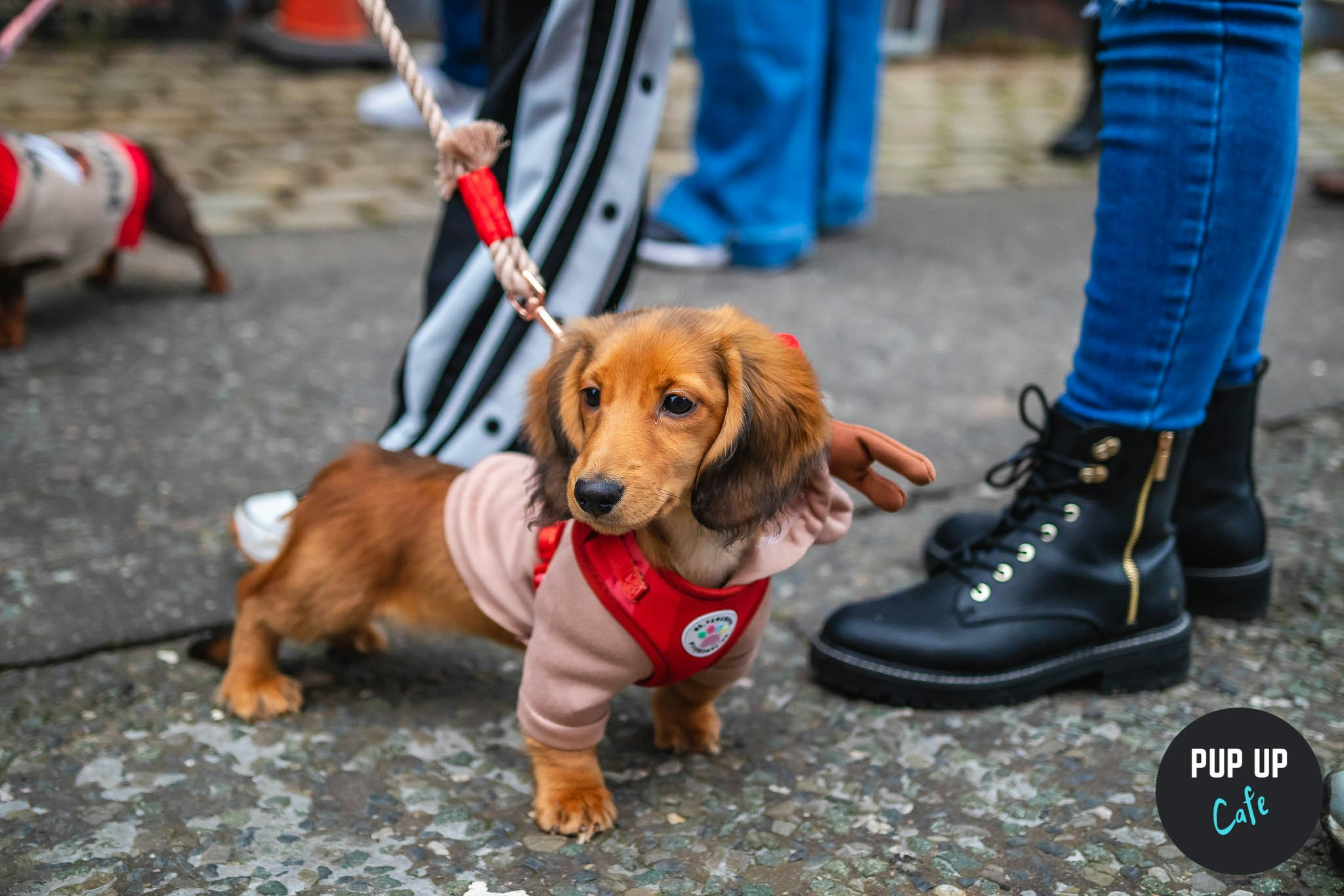 Milton Keynes – Dashing Dachshund Christmas Tour 🎄